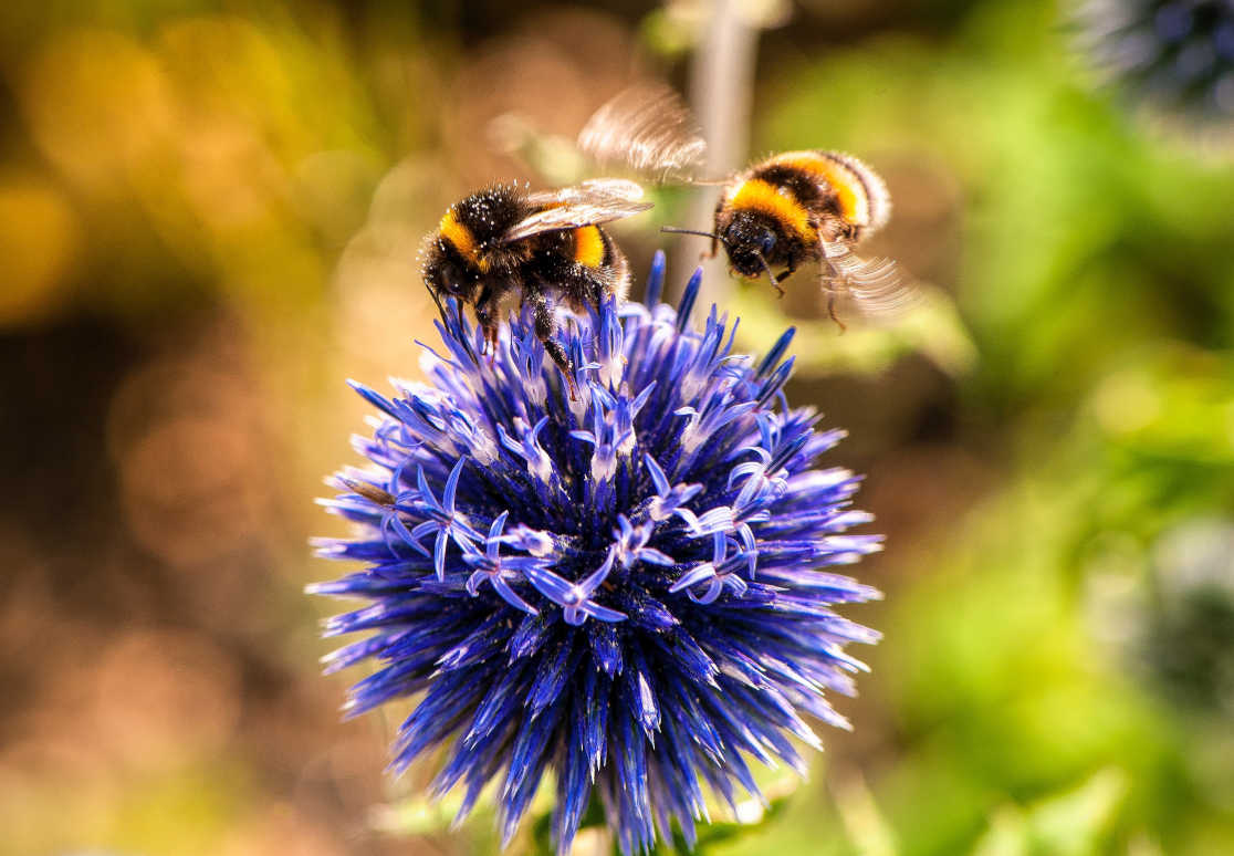 In Nieuw Zuid floreert de biodiversiteit